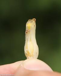 Attēlu rezultāti vaicājumam “Monotropa hypopitys bud”
