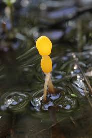 Attēlu rezultāti vaicājumam “Mitrula paludosa”