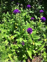 Attēlu rezultāti vaicājumam “Campanula glomerata leaf”