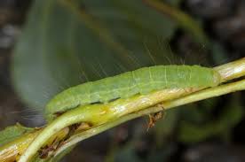 Attēlu rezultāti vaicājumam “Nycteola sp.”