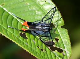 Attēlu rezultāti vaicājumam “Riodinidae”