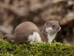 Attēlu rezultāti vaicājumam “Mustela nivalis adult”