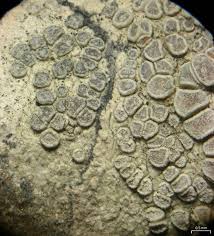 Attēlu rezultāti vaicājumam “Lecanora carpinea”