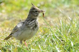 Attēlu rezultāti vaicājumam “Galerida cristata”