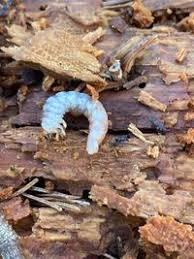 Attēlu rezultāti vaicājumam “Ceruchus chrysomelinus”