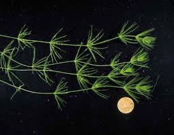 Attēlu rezultāti vaicājumam “Chara polyacantha”