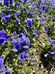 Attēlu rezultāti vaicājumam “Viola tricolor leaf”