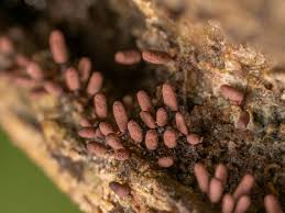 Attēlu rezultāti vaicājumam “Stemonitopsis amoena macro”