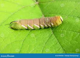 Attēlu rezultāti vaicājumam “Sphinx ligustri larva”