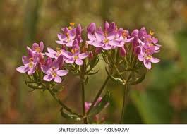 Image result for Centaurium erythraea