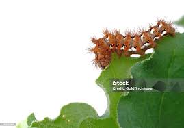 Attēlu rezultāti vaicājumam “Acronicta rumicis larva”