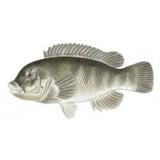 Image result for Tautoga onitis