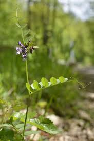 Attēlu rezultāti vaicājumam “Vicia sepium leaf”