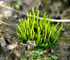 Attēlu rezultāti vaicājumam “Phaeoceros laevis subsp. carolinianus”