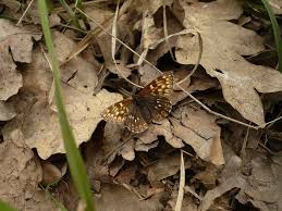 Attēlu rezultāti vaicājumam “Hamearis lucina”