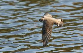 Image result for Ptyonoprogne rupestris