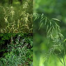 Attēlu rezultāti vaicājumam “Cinna latifolia leaf”