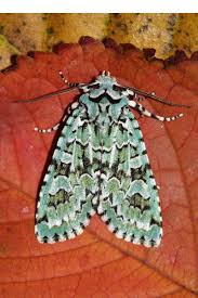 Attēlu rezultāti vaicājumam “Griposia aprilina”