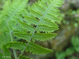 Attēlu rezultāti vaicājumam “Gymnocarpium robertianum”