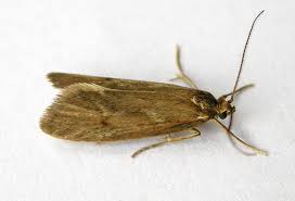 Attēlu rezultāti vaicājumam “Diurnea lipsiella”