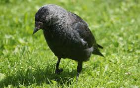 Attēlu rezultāti vaicājumam “Corvus monedula”