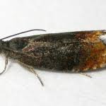 Attēlu rezultāti vaicājumam “Pammene rhediella”