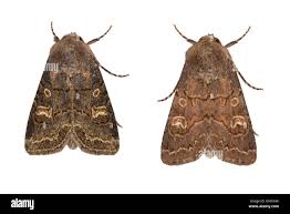 Attēlu rezultāti vaicājumam “Tholera cespitis”