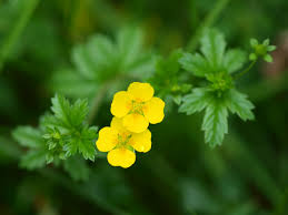 Attēlu rezultāti vaicājumam “Potentilla erecta”