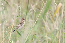 Image result for Emberiza pallasi