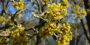 Attēlu rezultāti vaicājumam “Cornus mas flower”