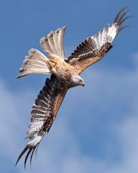 Image result for Kite Ireland