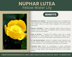 Attēlu rezultāti vaicājumam “Nuphar lutea”