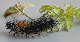 Attēlu rezultāti vaicājumam “Parasemia plantaginis female”