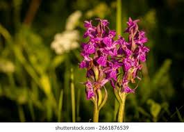 Attēlu rezultāti vaicājumam “Dactylorhiza maculata”