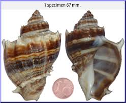 Image result for Melongena corona