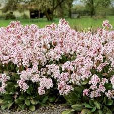 Attēlu rezultāti vaicājumam “Bergenia crassifolia flower”
