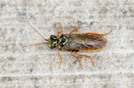 Attēlu rezultāti vaicājumam “Acantholyda posticalis”