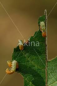 Attēlu rezultāti vaicājumam “Nematus salicis”