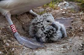Image result for albatross dead chick