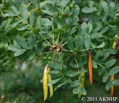 Attēlu rezultāti vaicājumam “Caragana arborescens fruit”