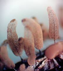 Attēlu rezultāti vaicājumam “Comatricha laxa macro”