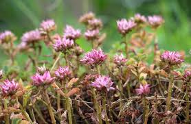 Attēlu rezultāti vaicājumam “Phedimus spurius flower”
