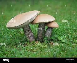 Attēlu rezultāti vaicājumam “Leccinum versipelle”