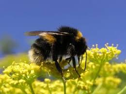 Attēlu rezultāti vaicājumam “Bombus terrestris”