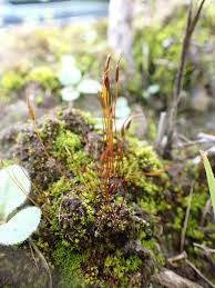 Attēlu rezultāti vaicājumam “Aloina rigida”