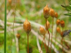 Attēlu rezultāti vaicājumam “Polytrichum strictum”