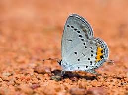 Attēlu rezultāti vaicājumam “Everes argiades”