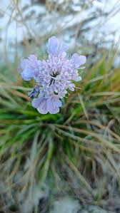 Image result for Scabiosa canescens