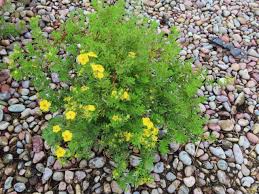 Attēlu rezultāti vaicājumam “Pentaphylloides fruticosa leaf”