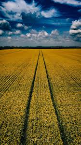 Image result for Cloth Of Gold Field Archery Club